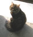 CAT.jpg