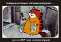 кот.jpg
