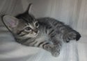 cat4.jpg