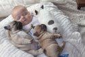 French_bulldogs_pixanews-5-680x453.jpg