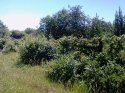 IMG_20180602_132509.jpg