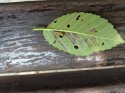 IMG_20180721_135703.jpg