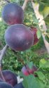 IMG_20180727_182533.jpg