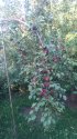 IMG_20180727_182440.jpg