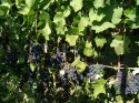 IMG_20180901_103958.jpg