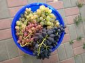 IMG_20180901_105724.jpg
