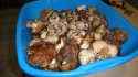 DSC08187.JPG