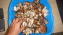 DSC08188.JPG