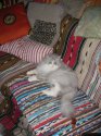 коты4.jpg