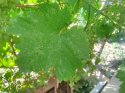 IMG_20200703_072822.jpg