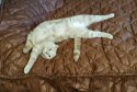 IMG_20200530_165431.jpg