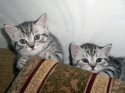 Sister_brother.jpg