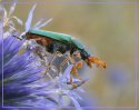 IMG_5330.jpg