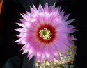 Echinocereus r2..jpg