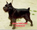 гриффон-бельгийский.jpg