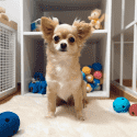 a_cute_dog_in_a_toy_room_4b4627fe-5988-44ab-b303-36212c106898.png