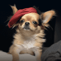 little_pirate_dog_with_plastic_sabre_8cdc6ad7-685a-4f02-a966-495427fadc99.png