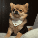 a_cute_dog_in_a_classical_suit_48ba2d0c-3aa2-48b4-af59-51f23d020d4b.png