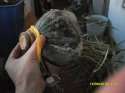 SDC13626.JPG