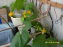 SDC13943.JPG