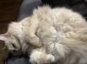 IMG_1335.jpeg