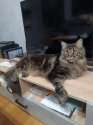 IMG-20240311-WA0011.jpg