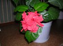 dscn1096.jpg