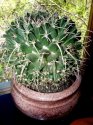 mammillaria centricirrha lemaire 1.jpg