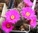 echinocereus_amoenus.jpg