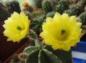 echinocereus-subinermis.jpg