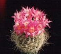 gerocephala.jpg