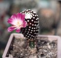 mammillaria_luethei2.jpg
