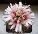gymnocalycium-bicolor3.jpg