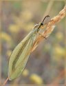 Myrmecaelurus trigrammus1.jpg