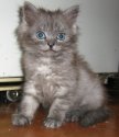 Кот.jpg