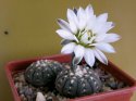 Gymnocalycium ragonesii .jpg