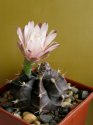 Gymnocalycium_mihanovichii _cv._ Hibotan.jpg