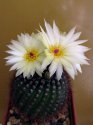 Notocactus_fuscus.jpg