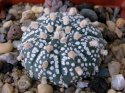 Astrophytum asterias ‘superkabuto’.jpg