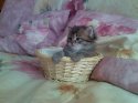 Котенок 1.jpg