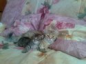 Котенок и кошко 2.jpg