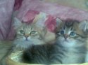 Котенок и кошко 3.jpg