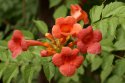 DSC00816.jpg