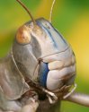 Locusta migratoria7.jpg