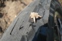 DSC05287.JPGу.jpg