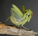 Mantis religiosa43.jpg