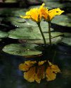 Nymphoides peltata8.jpg