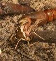 Hyles euphorbiae69.jpg