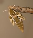 Hyles euphorbiae76.jpg