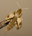 Hyles euphorbiae88.jpg